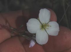 Heliophila carnosa