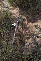 Heliophila carnosa