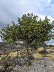 Ceratonia siliqua