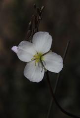 Heliophila carnosa