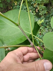 Catalpa speciosa