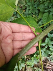 Catalpa speciosa