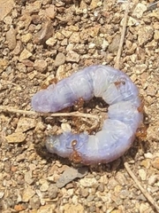 Cephrenes augiades