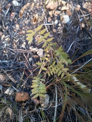 Astragalus danicus