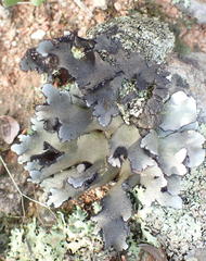 Xanthoparmelia hottentotta