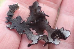 Xanthoparmelia hottentotta