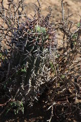 Euphorbia stellispina