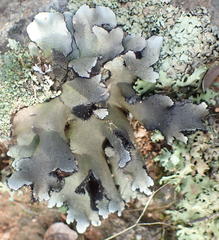 Xanthoparmelia hottentotta