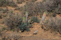 Euphorbia stellispina