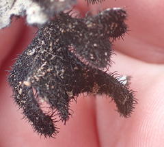 Xanthoparmelia hottentotta