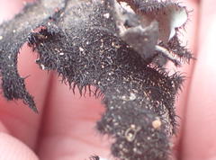 Xanthoparmelia hottentotta