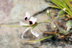 Pelargonium trifoliolatum