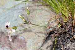 Pelargonium trifoliolatum
