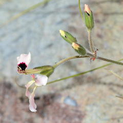 Pelargonium trifoliolatum