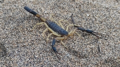 Centruroides fulvipes