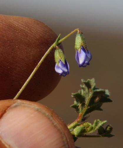 Blue Dollsrose (Hermannia cernua)