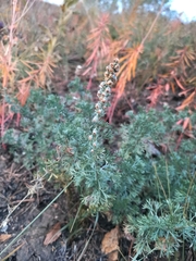 Artemisia frigida