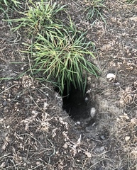 Urocitellus richardsonii