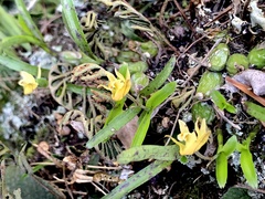 Polystachya ottoniana