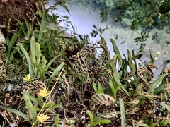 Polystachya ottoniana