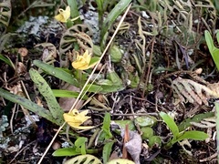 Polystachya ottoniana