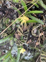 Polystachya ottoniana