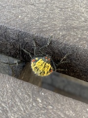 Julodis