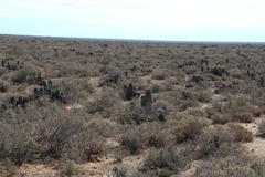 Euphorbia stellispina
