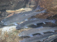 Salvelinus malma