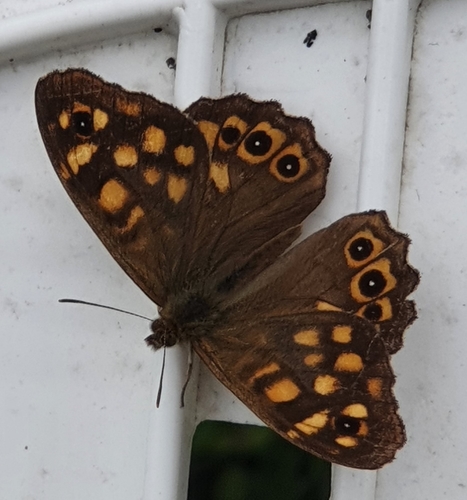 Pararge aegeria