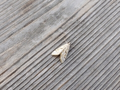 Parapoynx badiusalis