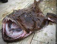 Lophius piscatorius