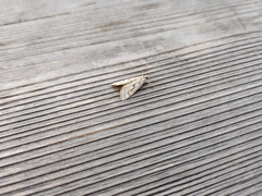 Parapoynx badiusalis