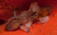 Coccotropsis gymnoderma