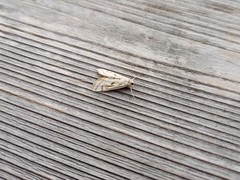 Parapoynx badiusalis