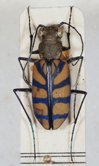 Chaetodera regalis