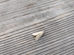 Parapoynx badiusalis