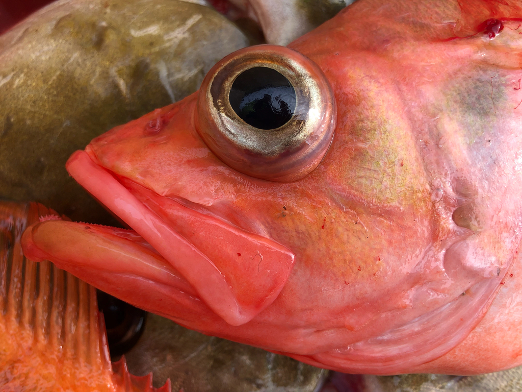 Golden Redfish from Rødøy on August 23, 2021 at 01:39 PM by bentee ...