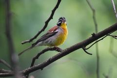 Emberiza flaviventris flaviventris