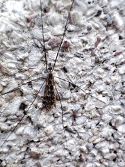 Tipula confusa