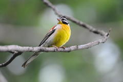Emberiza flaviventris flaviventris