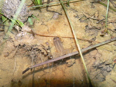 Occidozyga lima