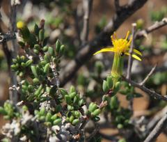 Senecio acutifolius