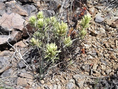 Castilleja thompsonii