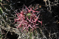 Euphorbia stellispina