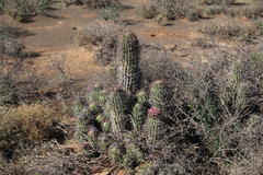 Euphorbia stellispina