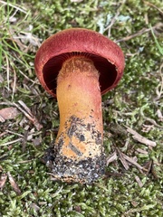 Cortinarius harrisonii