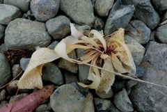 Sarcothalia lanceata