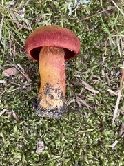 Cortinarius harrisonii
