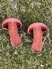 Cortinarius harrisonii